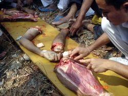 Cannibalism-in-Thailand29