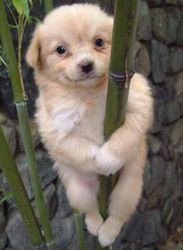 pole-dancing-dog